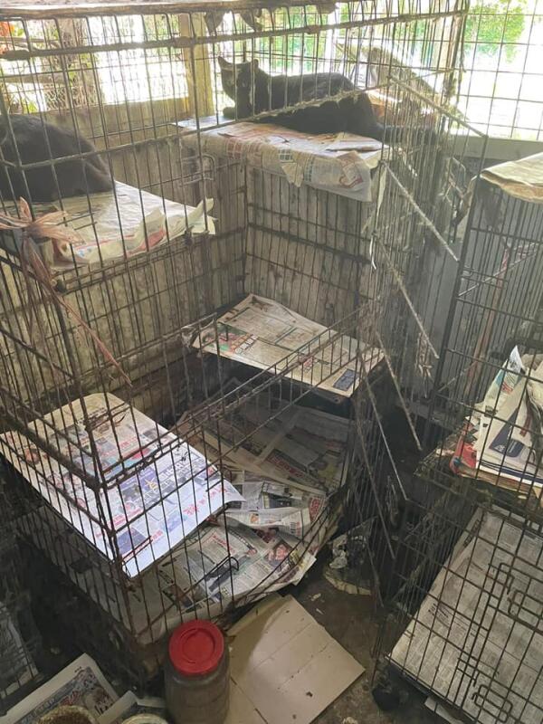 狮城六旬妇独居旧墓园铁皮屋 养50猫鸟 鼠蚁横行粪满地