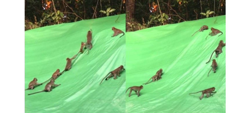 猴群滑坡上玩“溜滑梯” 网民：感觉好好玩！