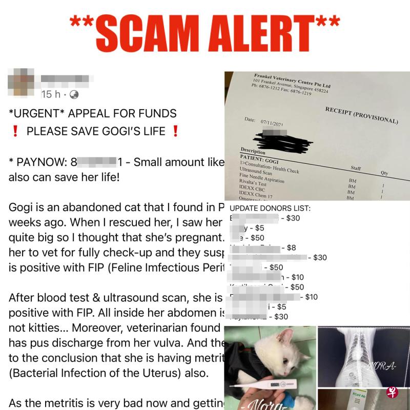 网上众筹救“病猫” 越南女涉欺骗被捕