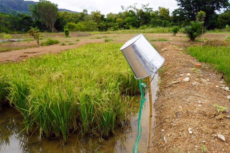 向日葵园也种稻，让小朋友有机会认识其他农作物。
