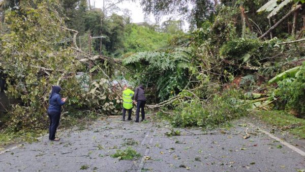 金马仑暴风雨树倒压车  至少6处土崩影响交通