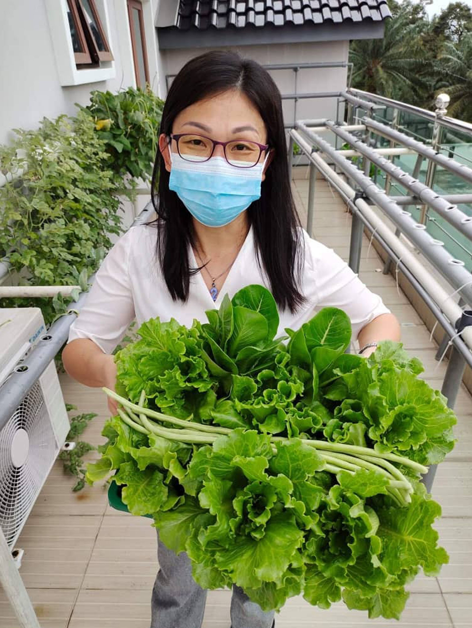 霹：24日见报／封底主文／【生活画页】疫情期，掀种菜乐