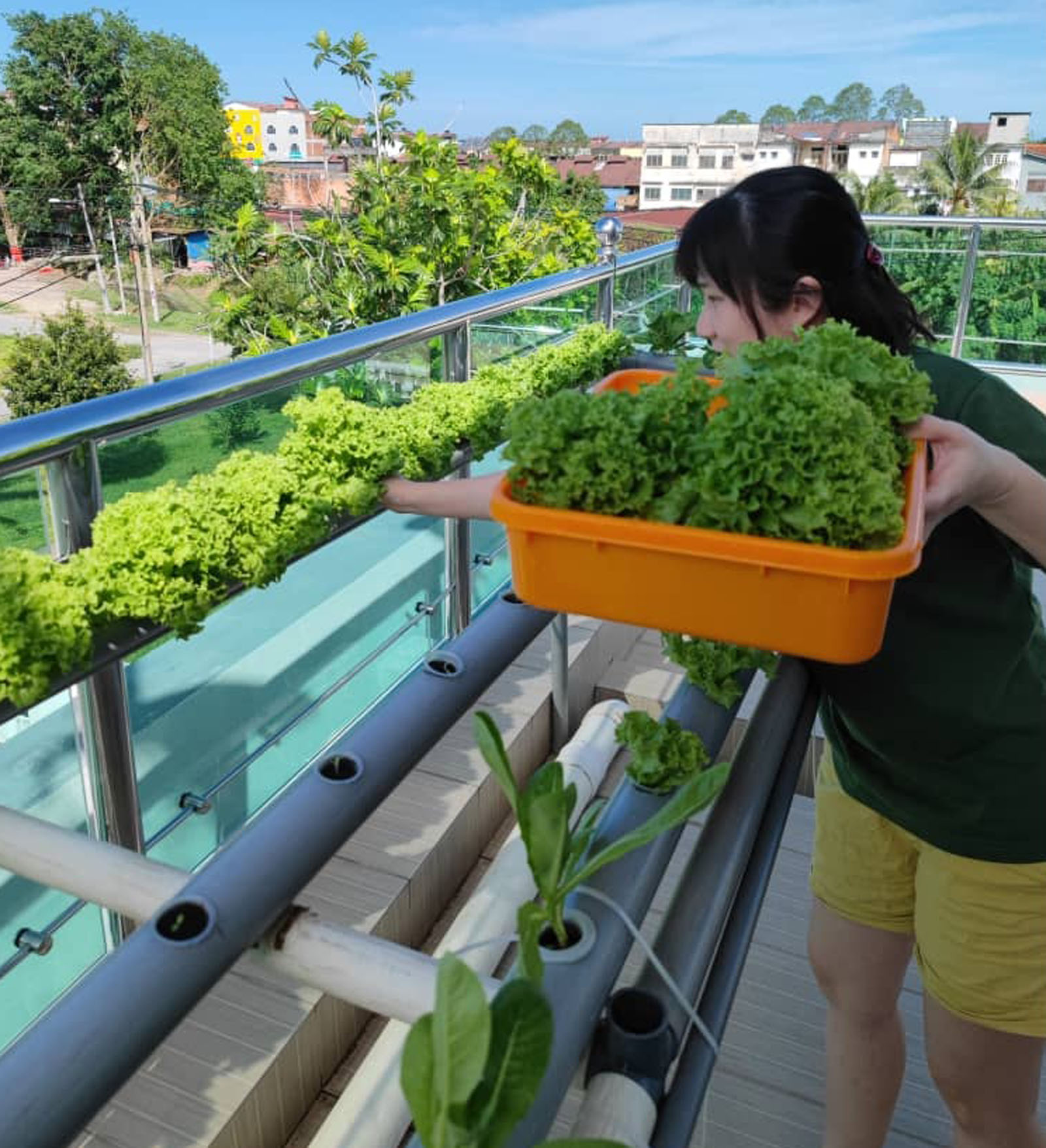 霹：24日见报／封底主文／【生活画页】疫情期，掀种菜乐