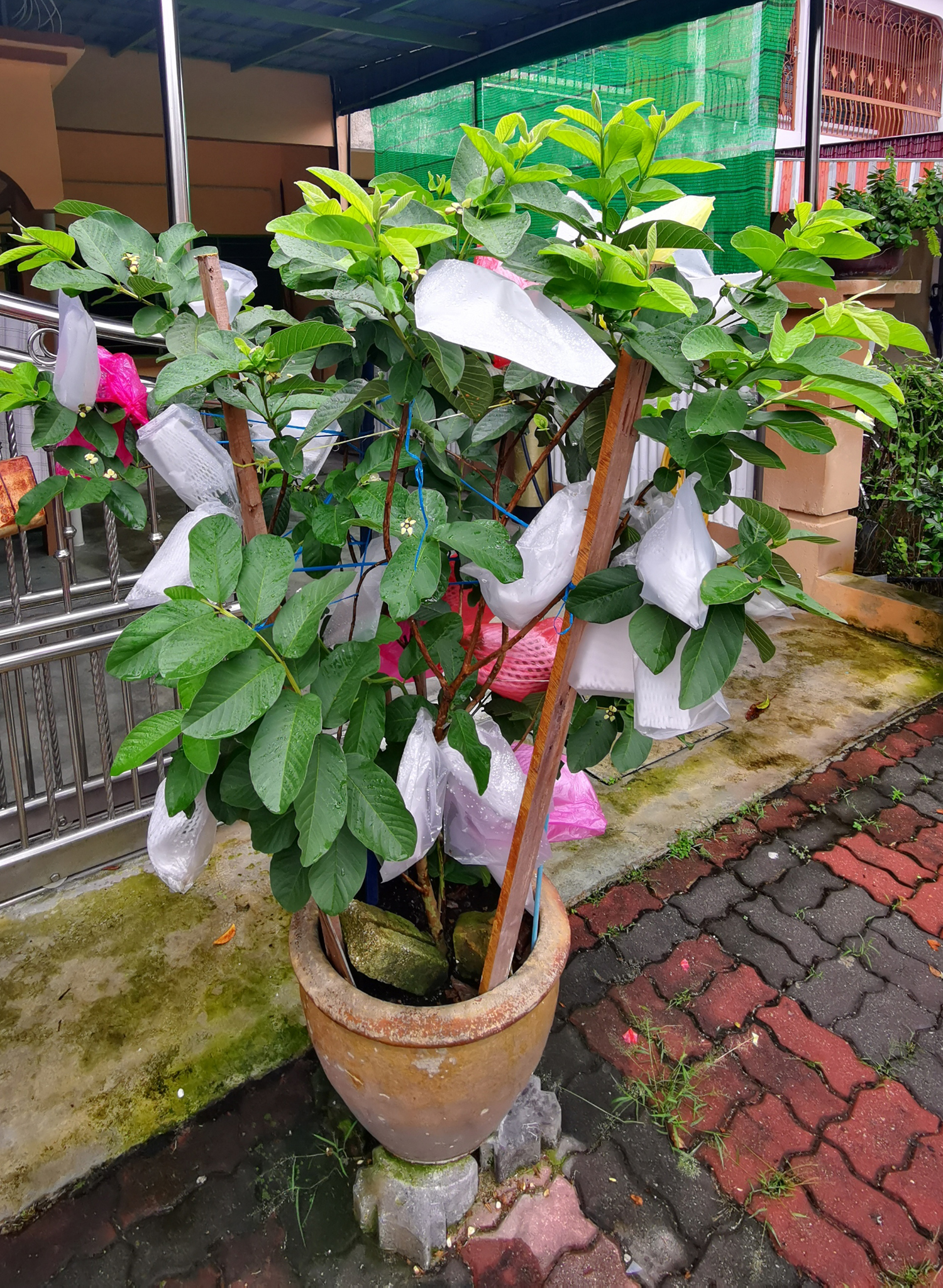 霹：24日见报／封底主文／【生活画页】疫情期，掀种菜乐