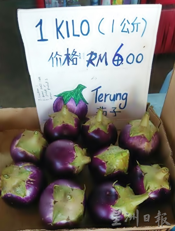 霹:版头/华夏小学校园菜圃 茄子高丽菜长得美