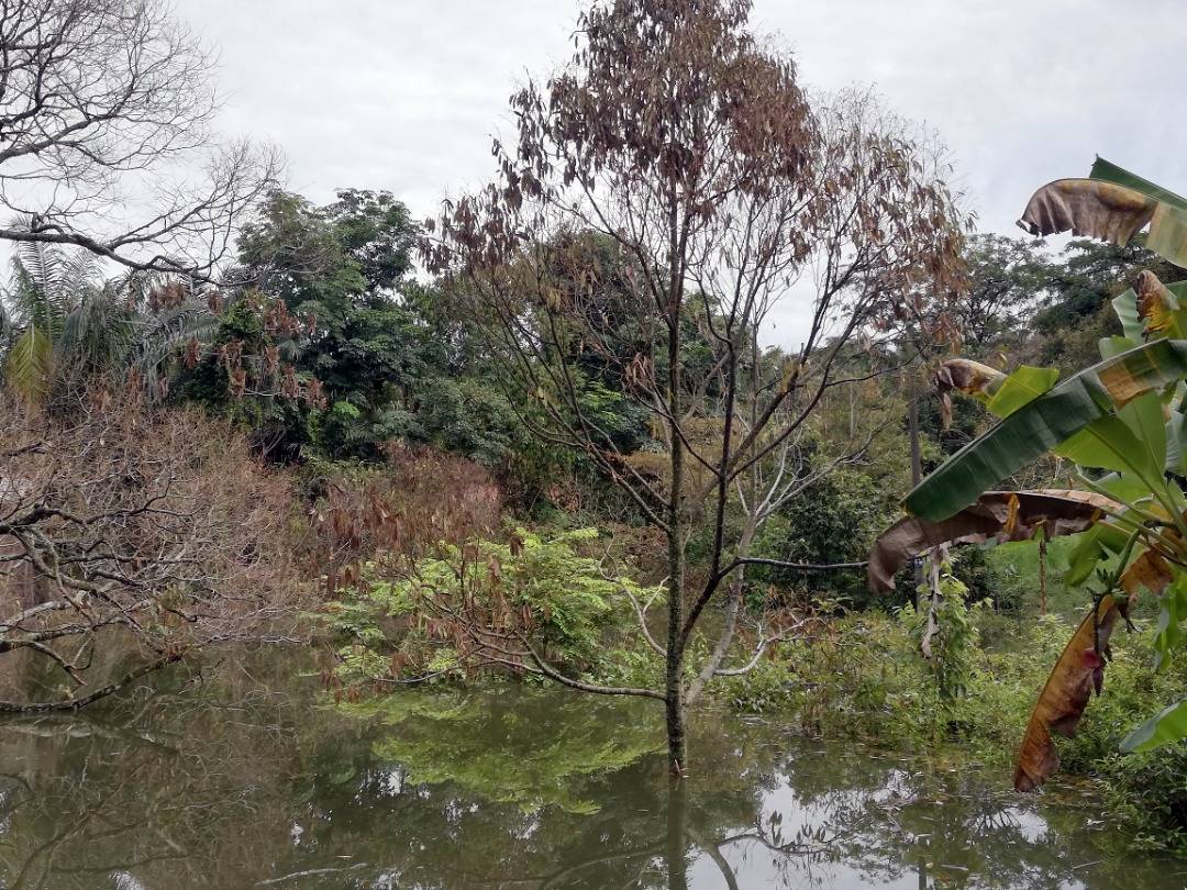 (古城版主文)果农申诉双溪乌浪垃圾土埋场污染环境及造成水灾,导致农作物死亡