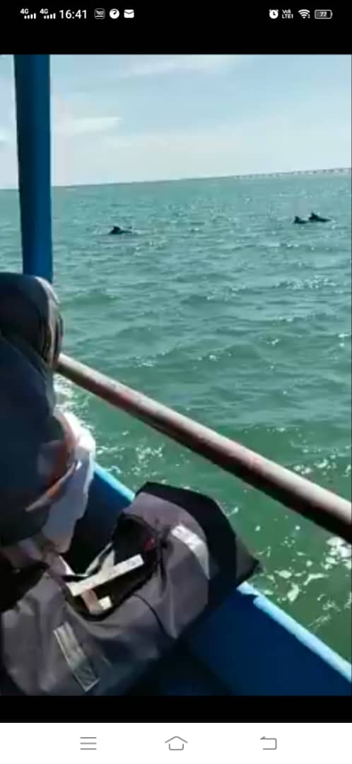 （大北马）平安岛游客拍到海豚群
