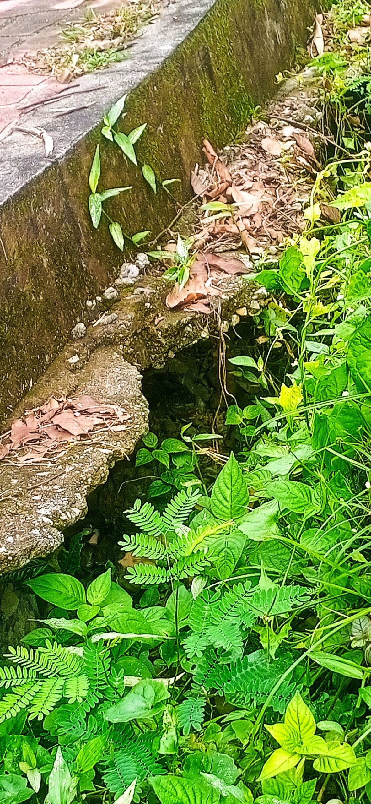(大都会)黄俊昱指休闲行人道成为人民的危险道/5图(可选下)