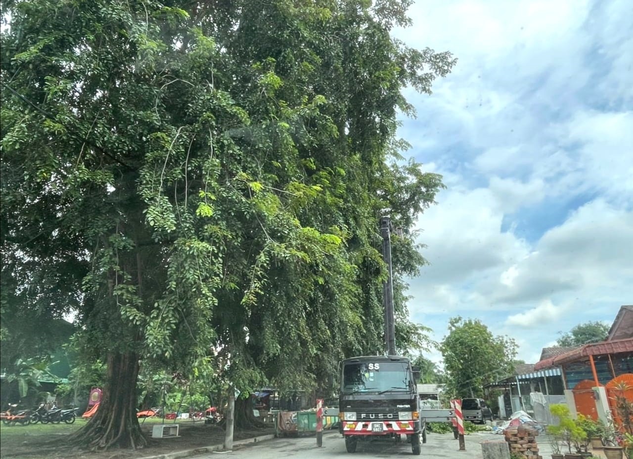 me02-大都会/美华花园大树砍了