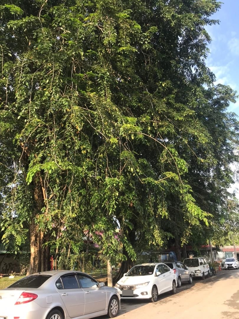 me02-大都会/美华花园大树砍了