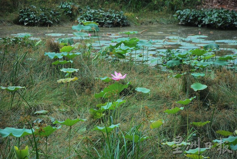 NSbp马口:马口公园提昇工程遇建材供应问题，或明年1月完工
