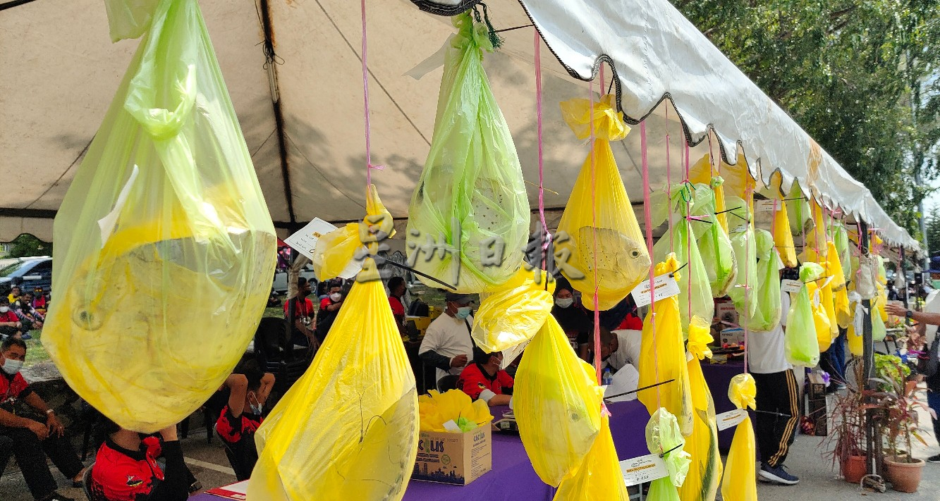 NS封底主文／时隔一年再办巨奖海钓赛 逾900人报名，波市议会12月再办2.0