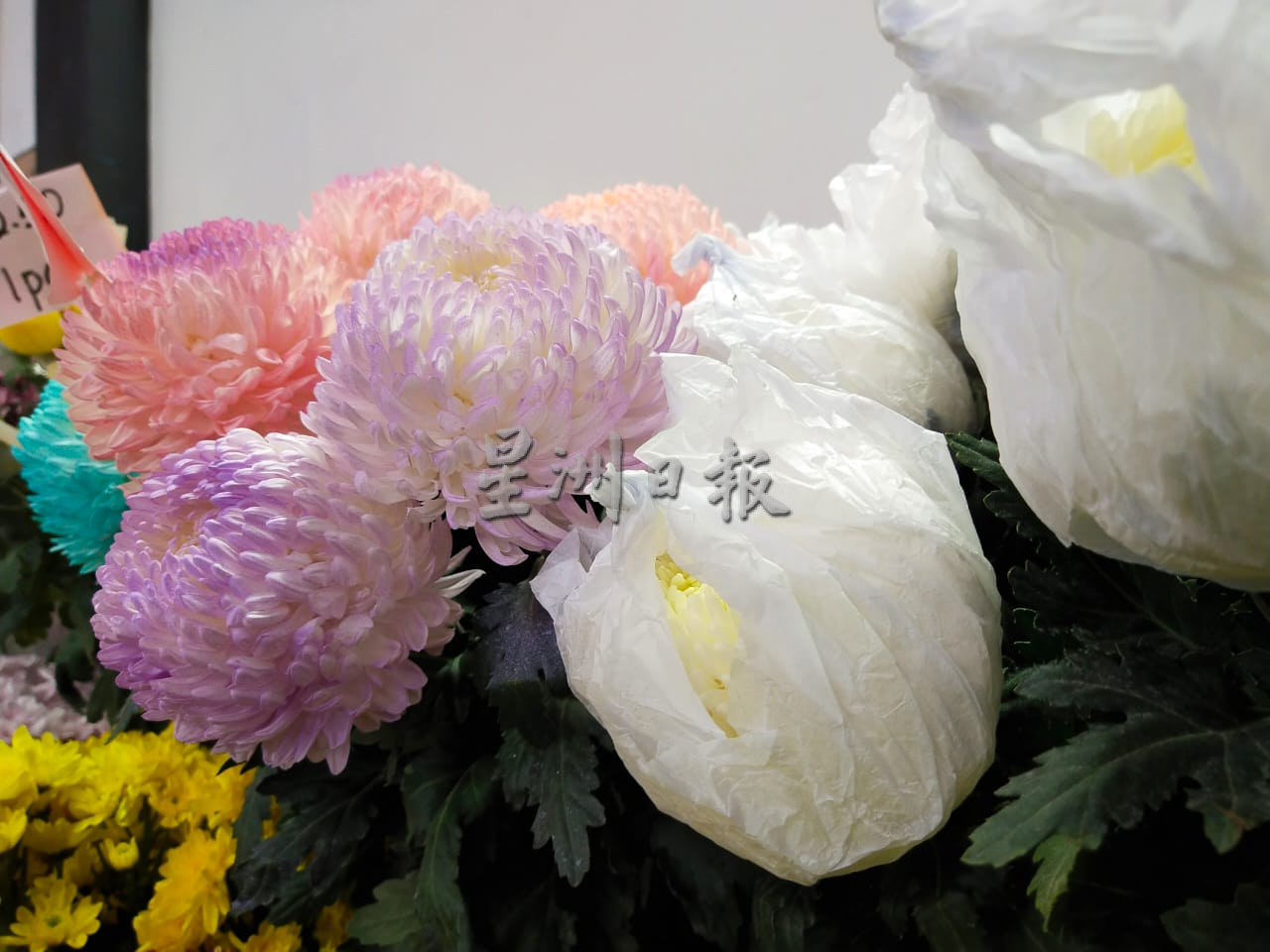 ns芙蓉:花农为减少亏损减产,鲜花市场供不应求、价格飙涨