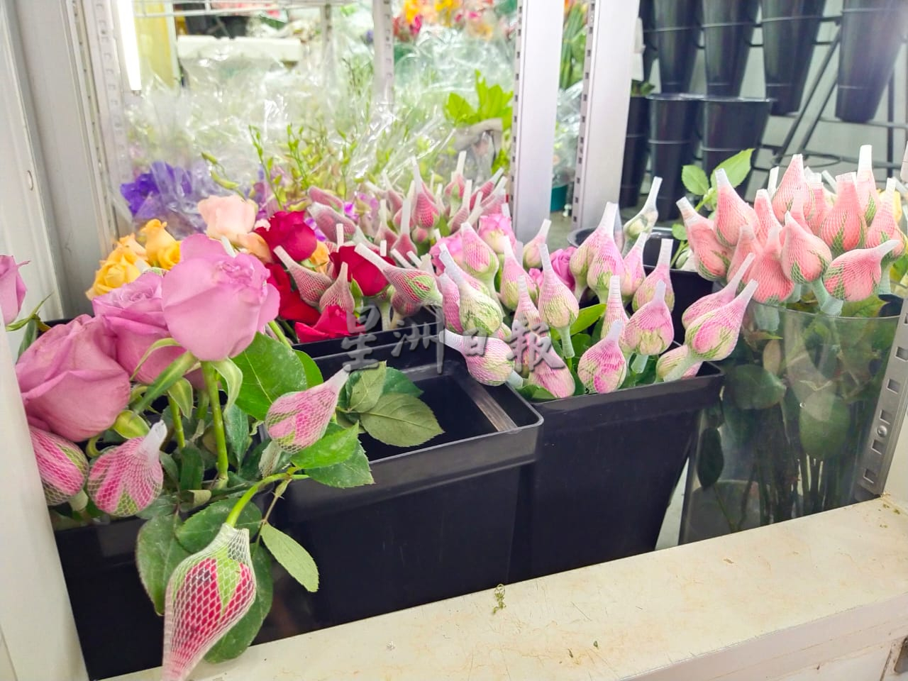 ns芙蓉:花农为减少亏损减产,鲜花市场供不应求、价格飙涨