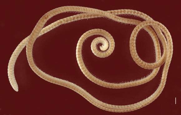 1306只脚!学者在西澳洲首度发现「千足」新物种