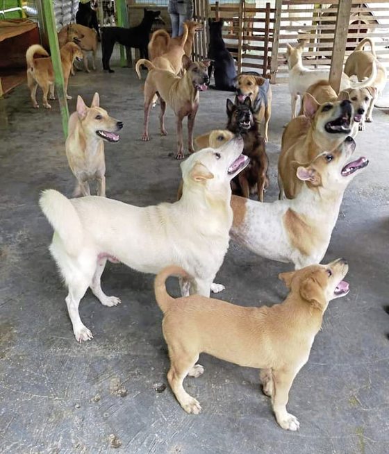 2022爱心月历义卖，筹募浪浪救援基金