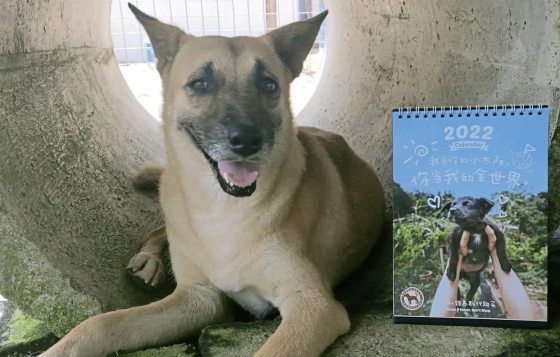 2022爱心月历义卖，筹募浪浪救援基金