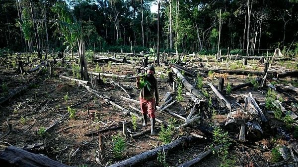 Colombian Amazon: casualty of peace