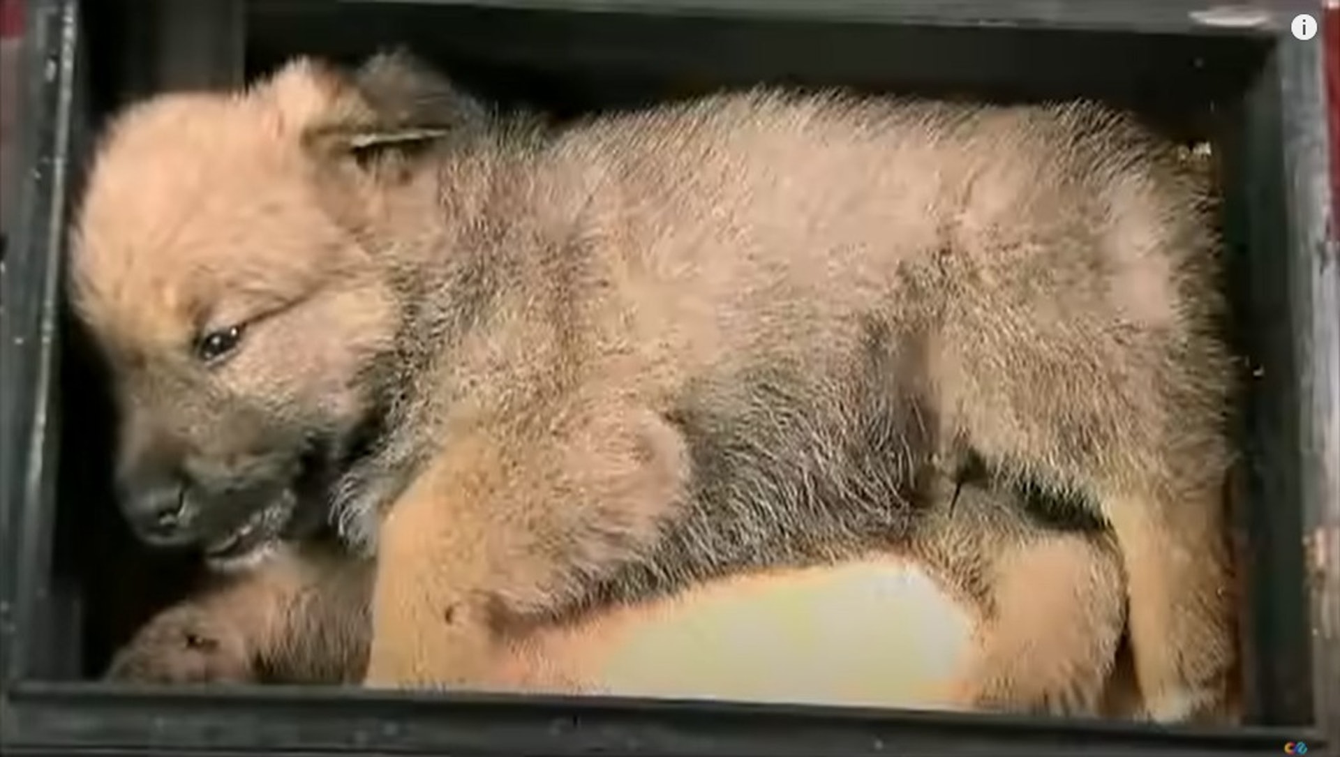 《当家主母》爆虐猫 网翻于正“杀”动物旧账