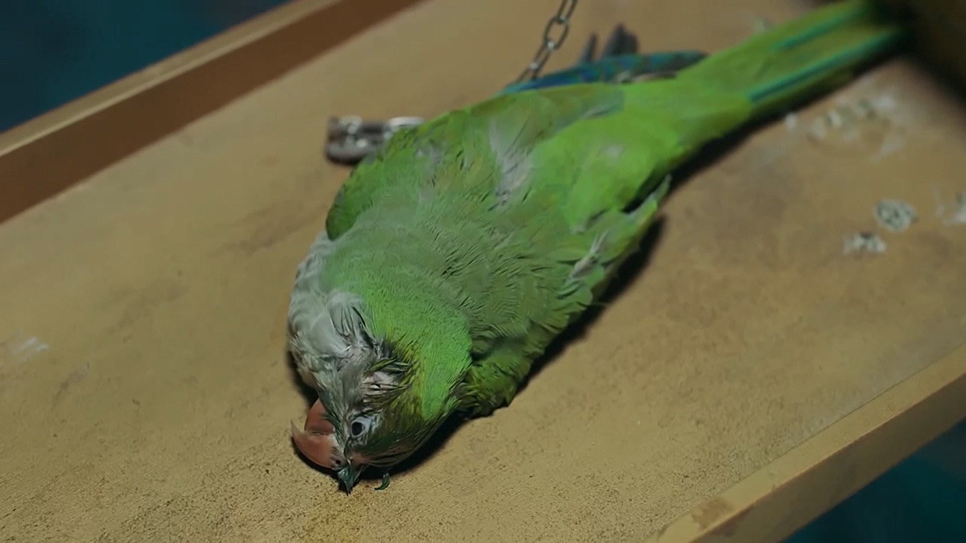 《当家主母》爆虐猫 网翻于正“杀”动物旧账