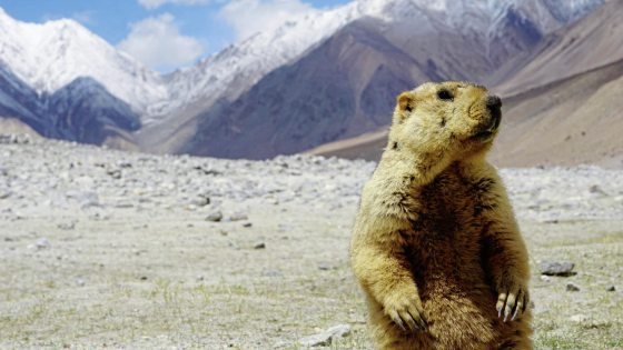 【印度】拉达克/隐藏在印度的人间天堂