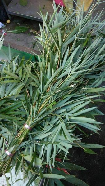 【大牌档】张丽珠／北风起