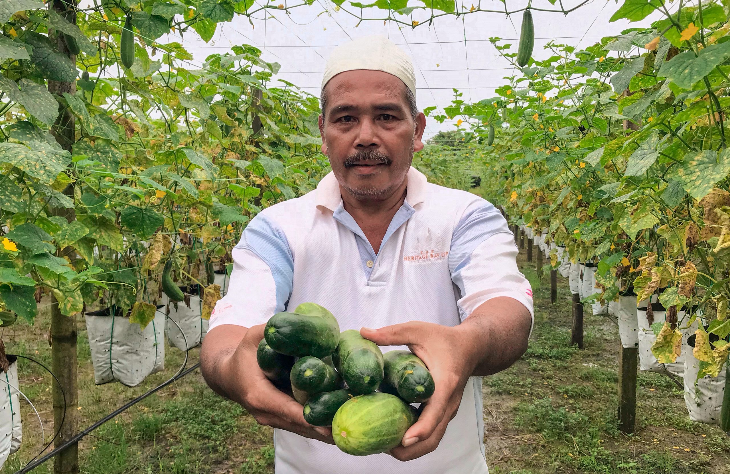 东:哥乐河水高涨,黄瓜种植者提前采收,居民搭建临时高架羊圈护羊。