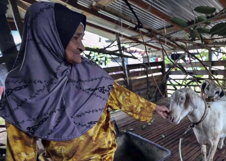 东:哥乐河水高涨,黄瓜种植者提前采收,居民搭建临时高架羊圈护羊。