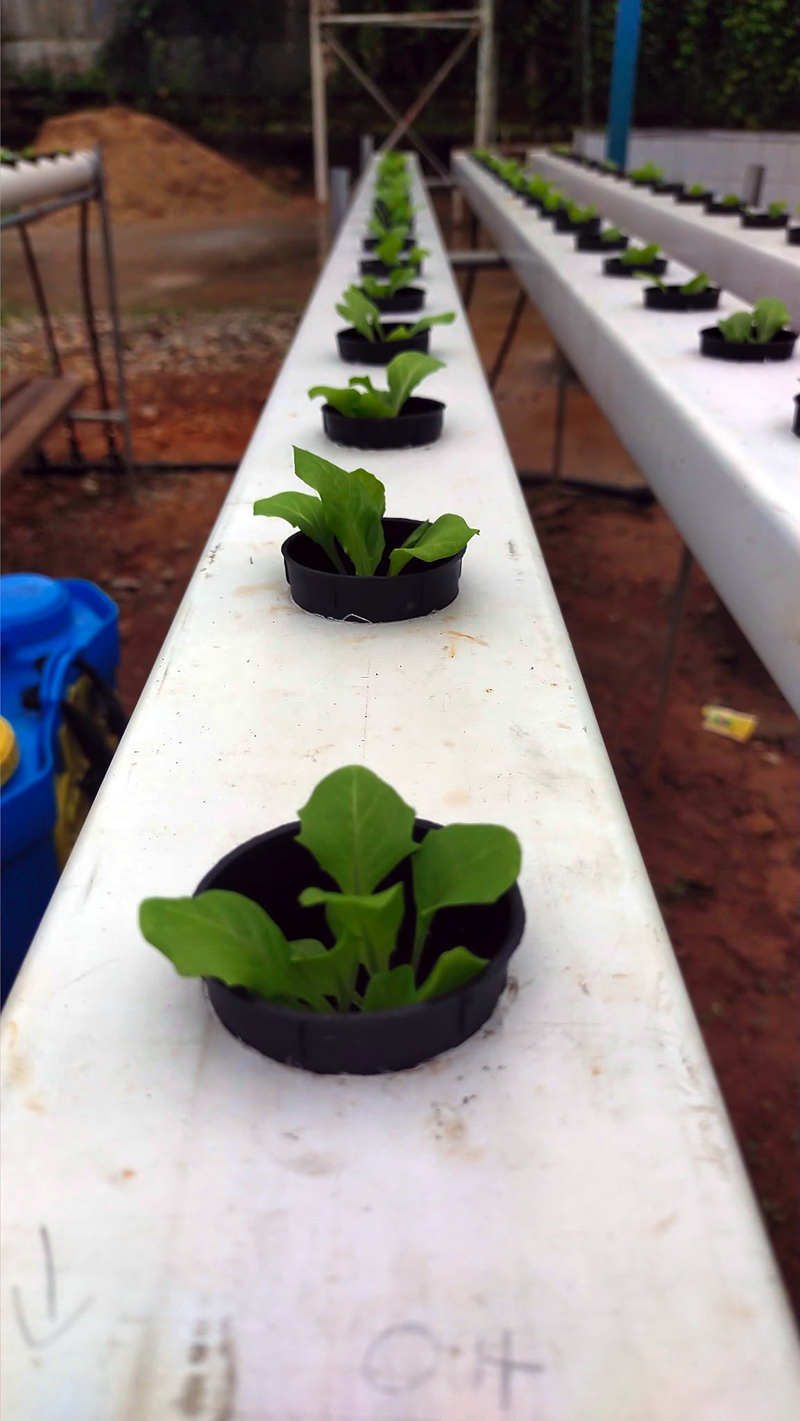 东:消拯员除了也救火救灾工作,也响应绿色计划,展开种菜工作!