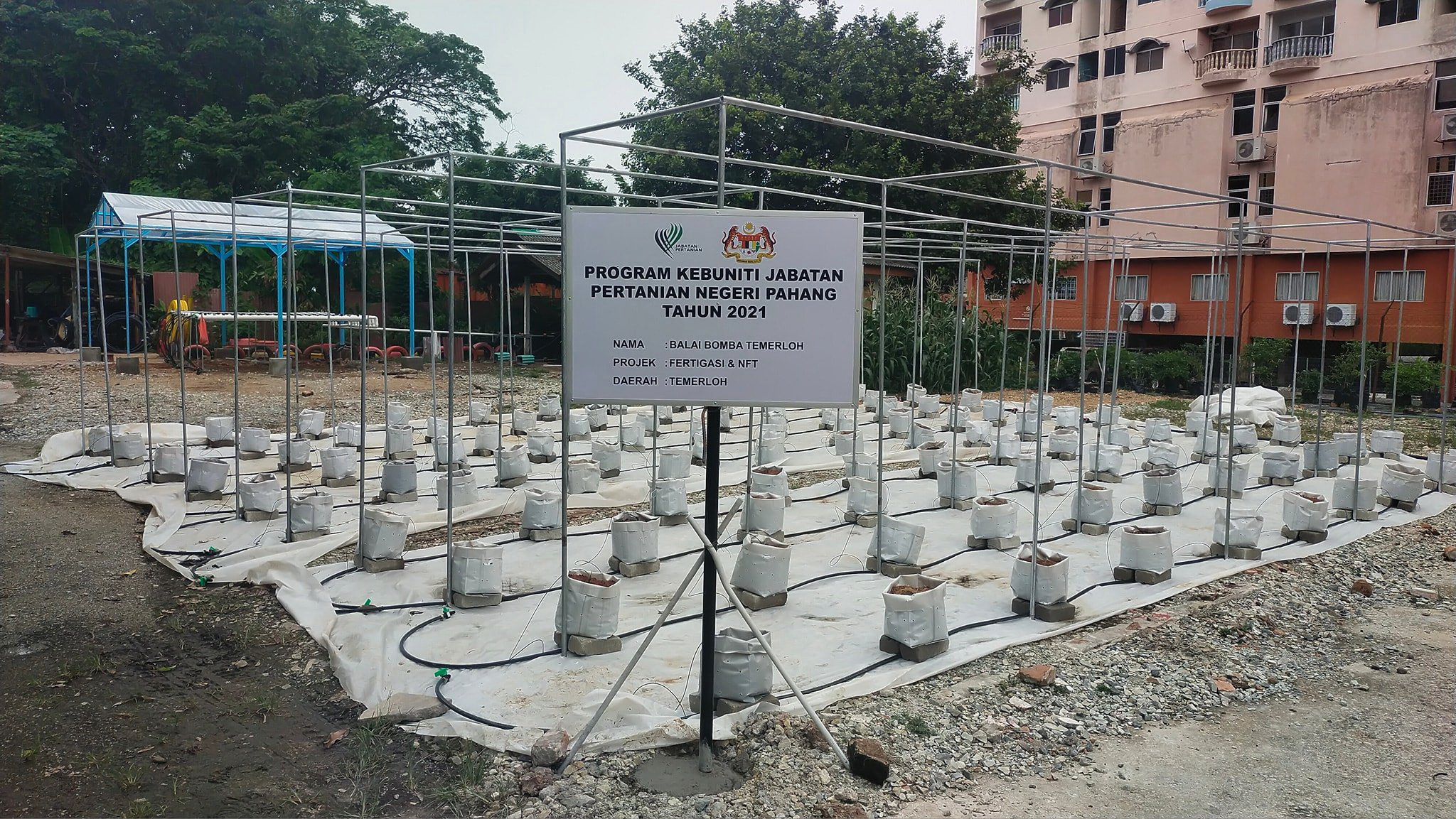 东:消拯员除了也救火救灾工作,也响应绿色计划,展开种菜工作!