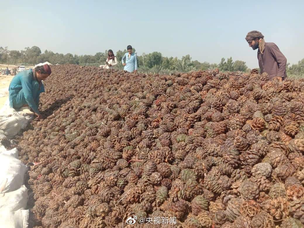   中国消费者青睐  阿富汗松子掀抢购潮  