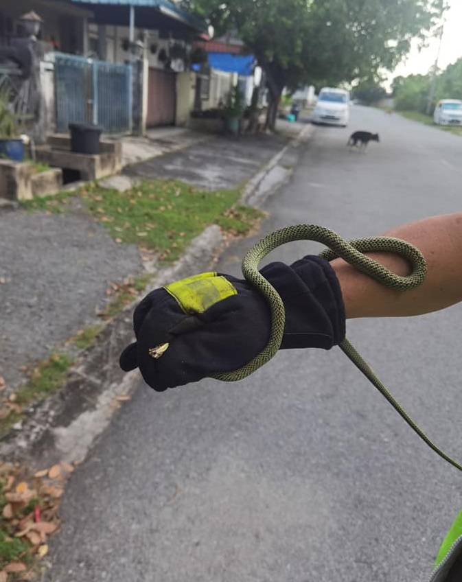 义务消防队捉蛇被咬幸无恙 小蛇爬入邮箱居民受惊