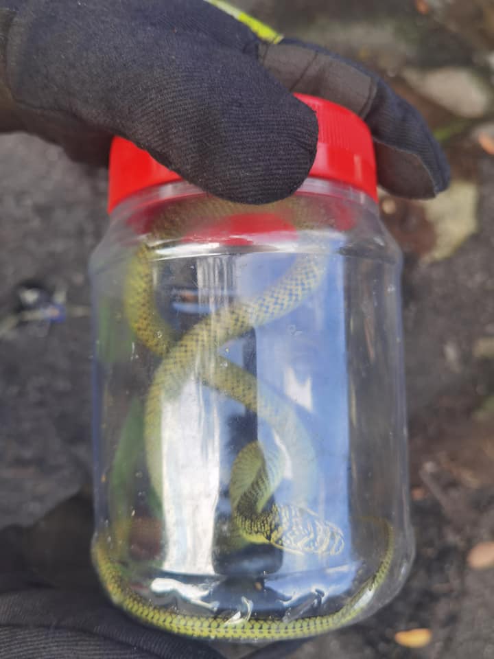 义务消防队捉蛇被咬幸无恙 小蛇爬入邮箱居民受惊