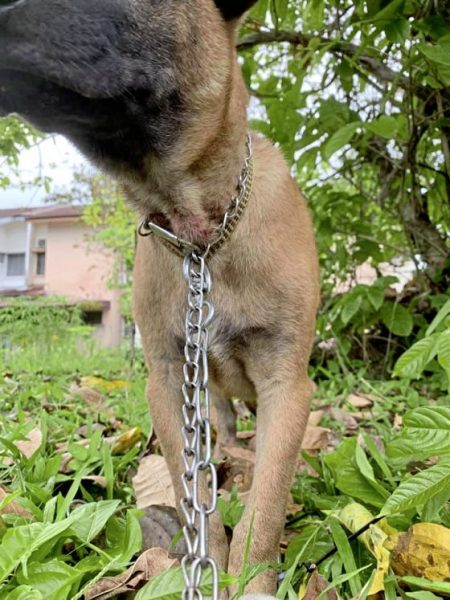 从关关到Lucky,它找不到原主人,却找到了新的家