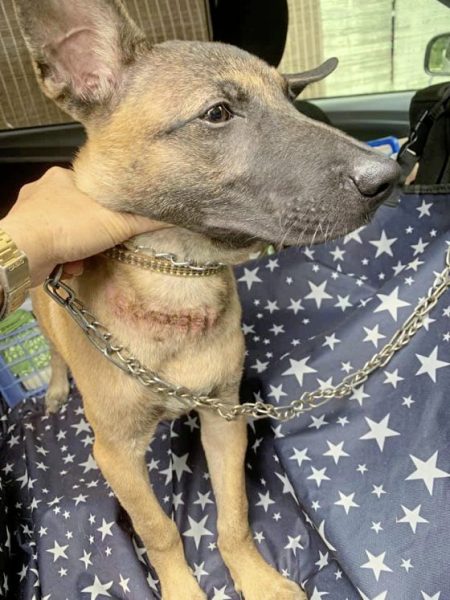 从关关到Lucky,它找不到原主人,却找到了新的家