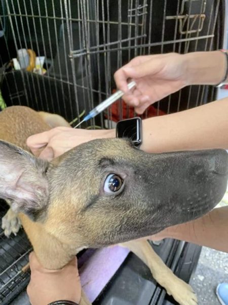 从关关到Lucky,它找不到原主人,却找到了新的家