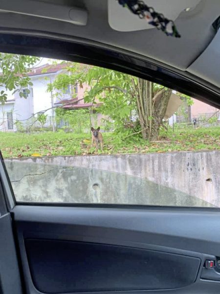 从关关到Lucky,它找不到原主人,却找到了新的家