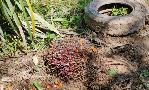 供FB/耗10万兴建河堤 塌了又塌,朱建华怒斥:根本是豆腐渣工程