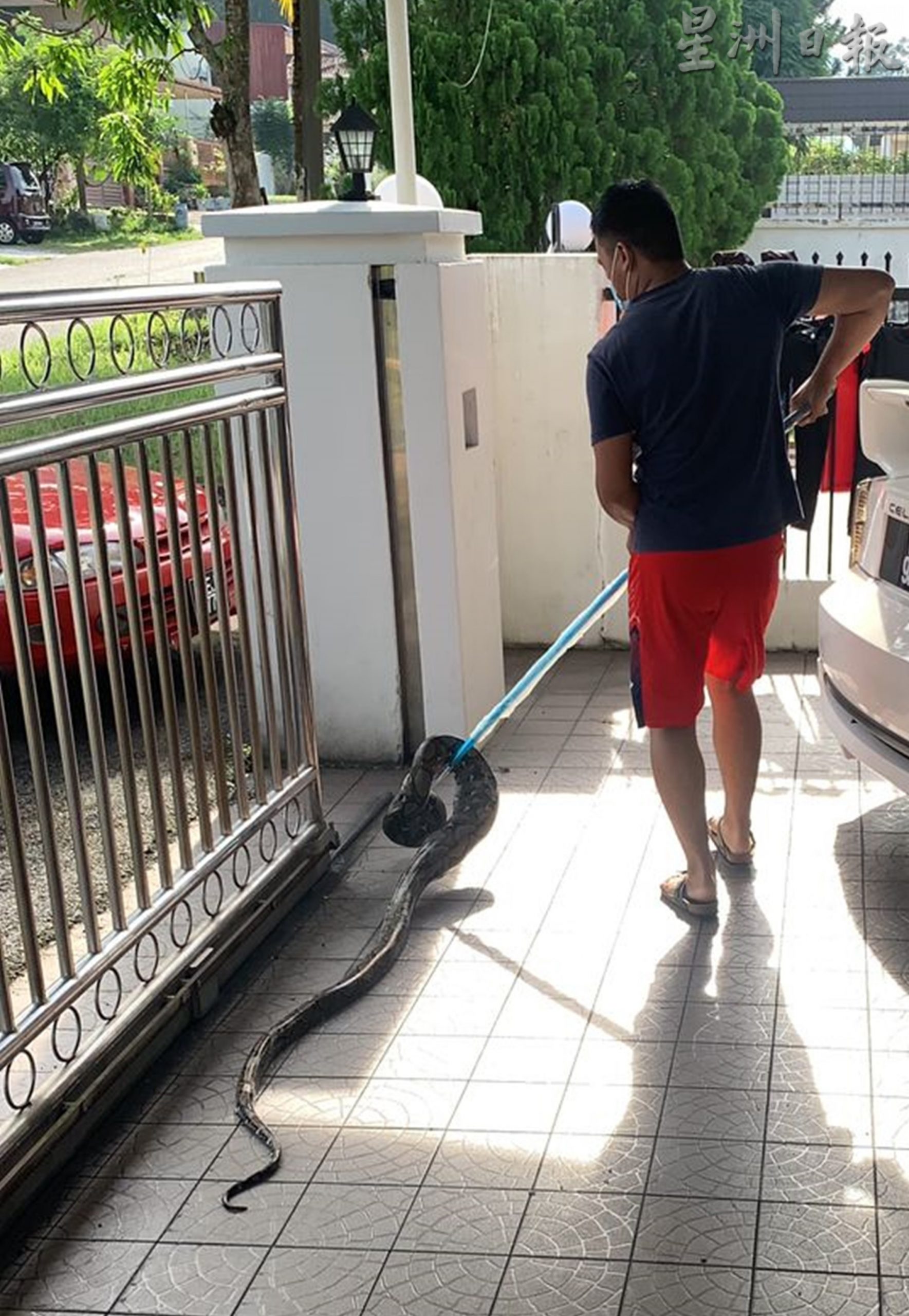 偷吃鸡后盘踞鸡笼  17尺长大蟒蛇落网