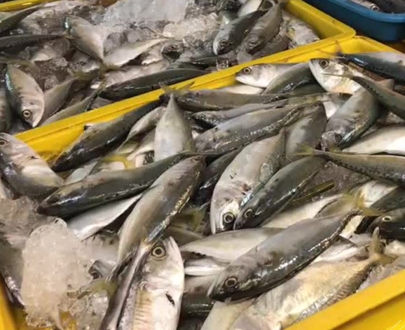 先满足国人需求 依斯迈:雨季或暂停出口鱼到国外