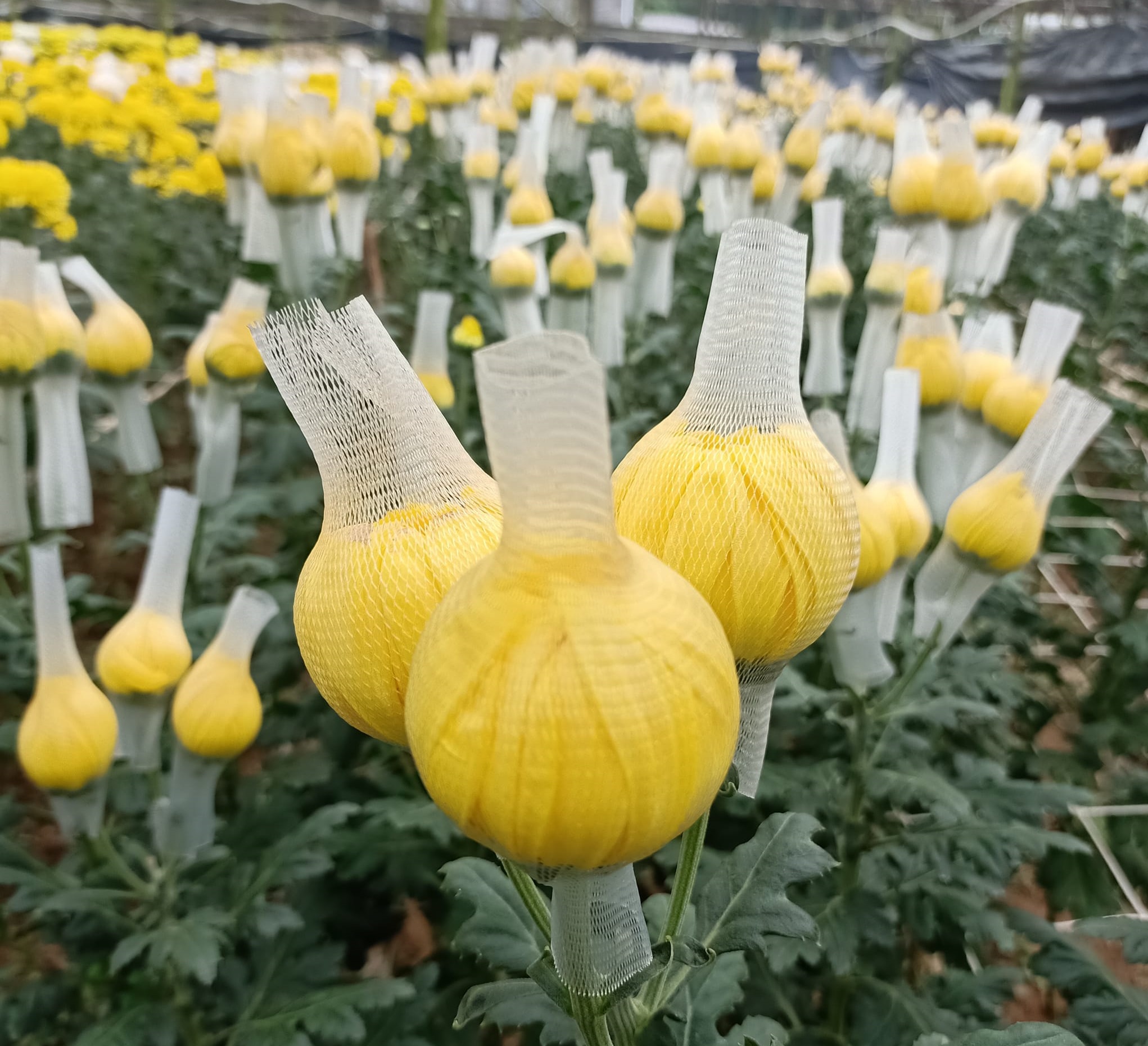 全国版/天气多雨外劳不足花农转行 金马仑鲜花缺货