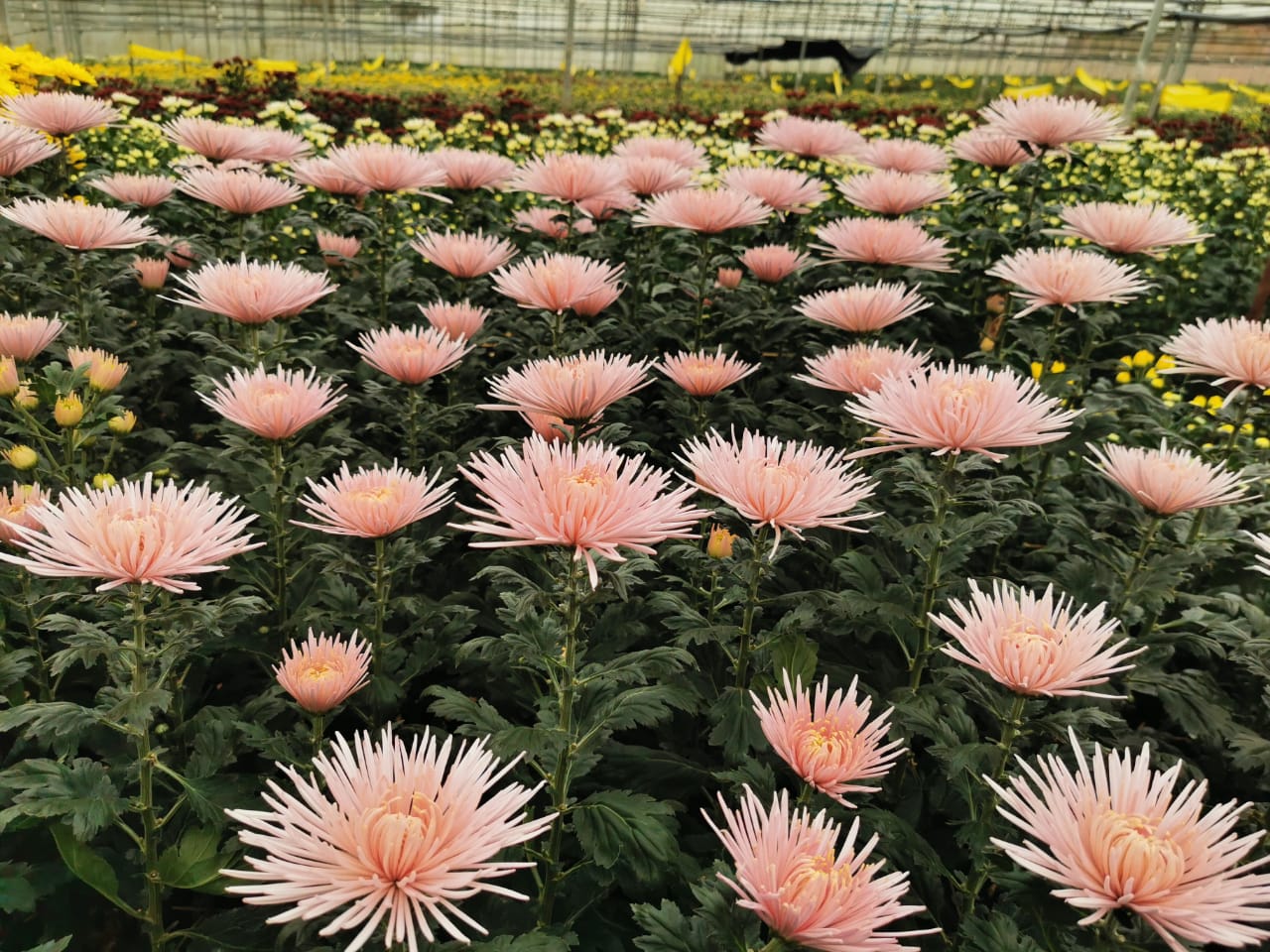 全国版/天气多雨外劳不足花农转行 金马仑鲜花缺货