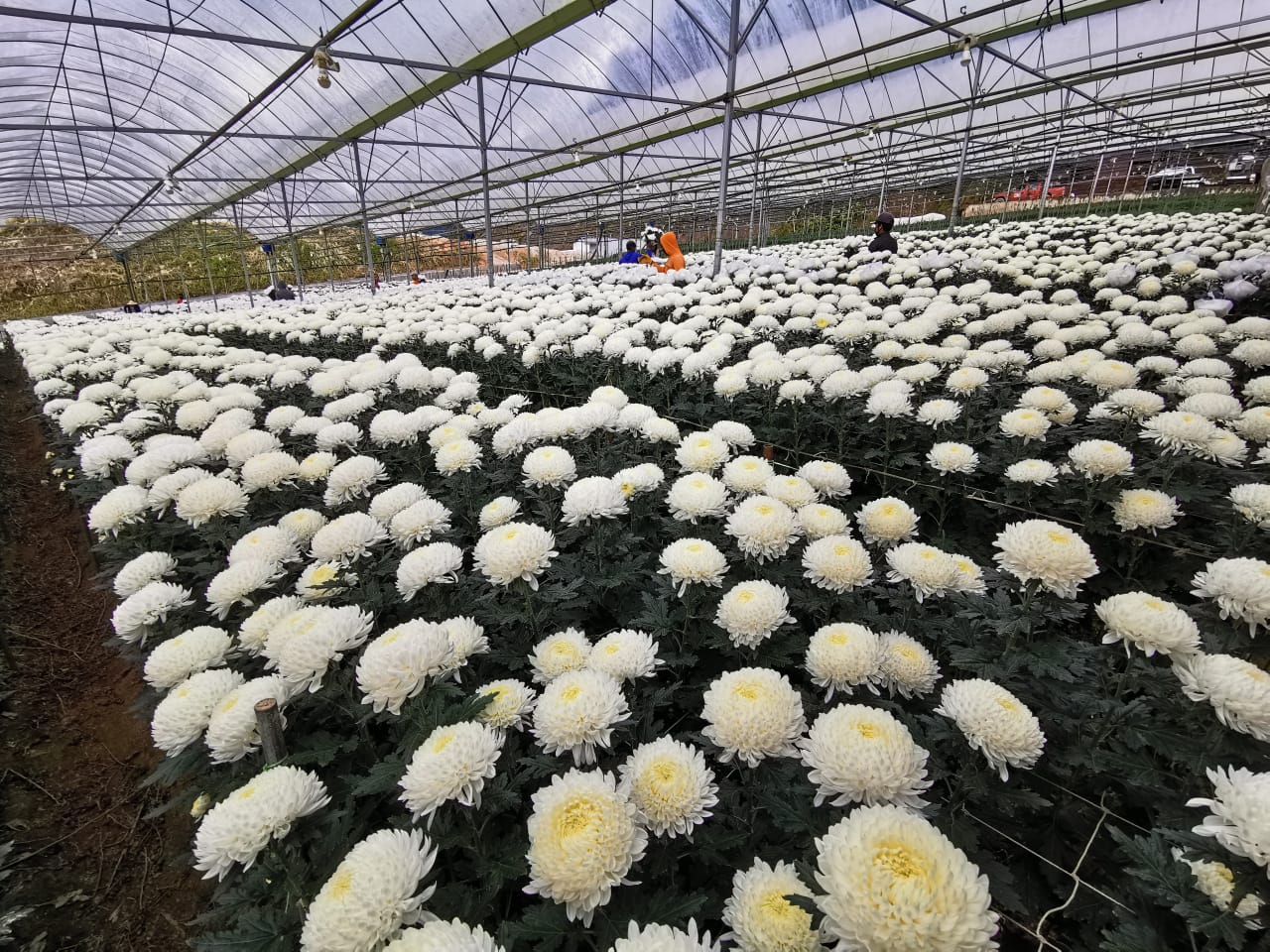 全国版/天气多雨外劳不足花农转行 金马仑鲜花缺货