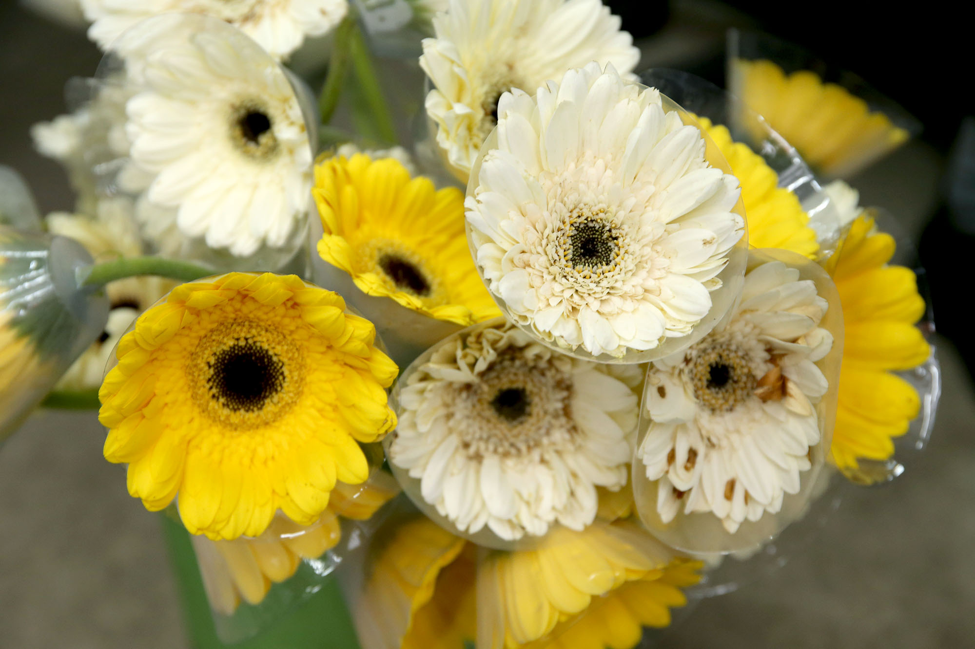 全国版/天气多雨外劳不足花农转行 金马仑鲜花缺货