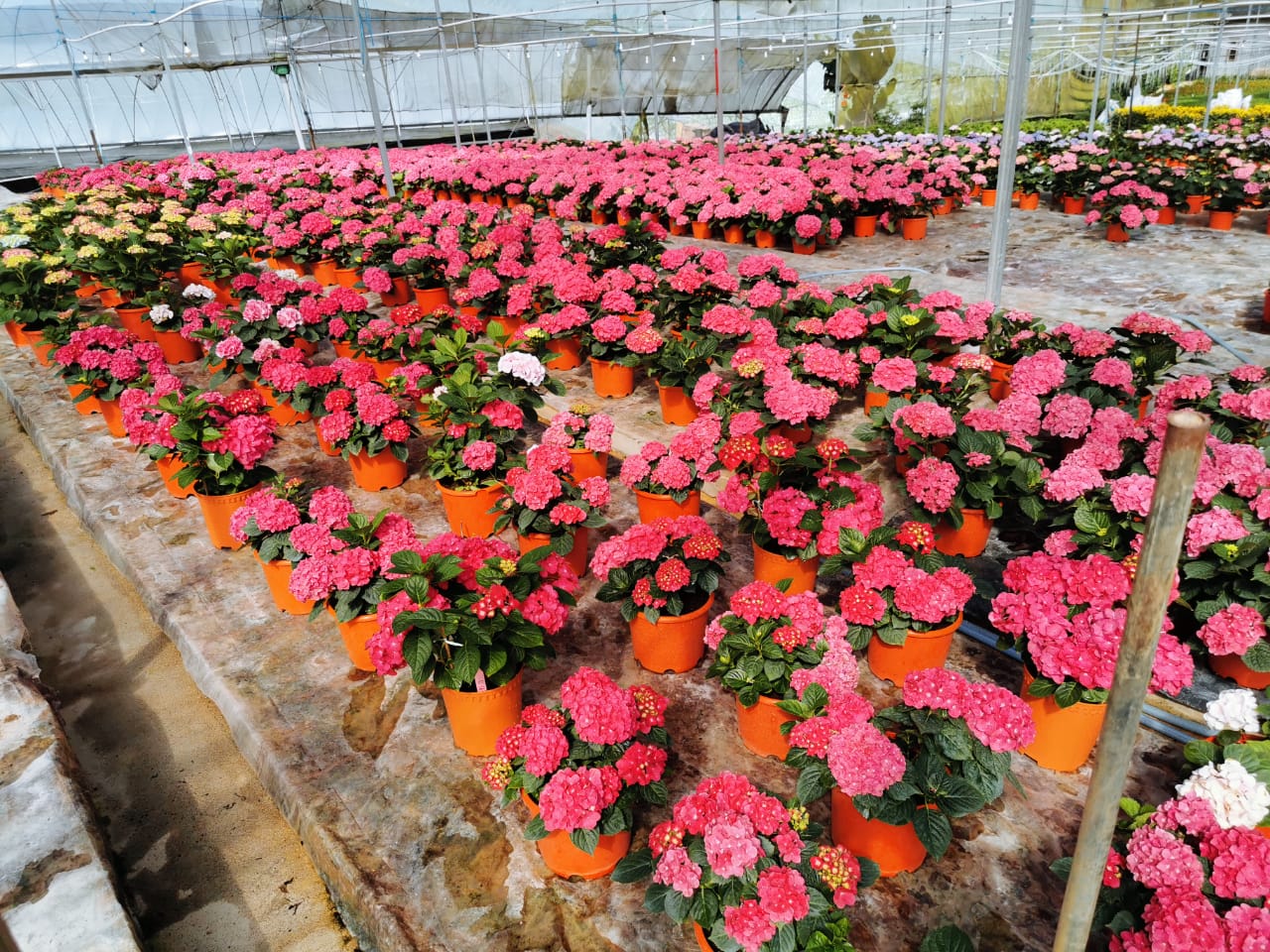 全国版/天气多雨外劳不足花农转行 金马仑鲜花缺货