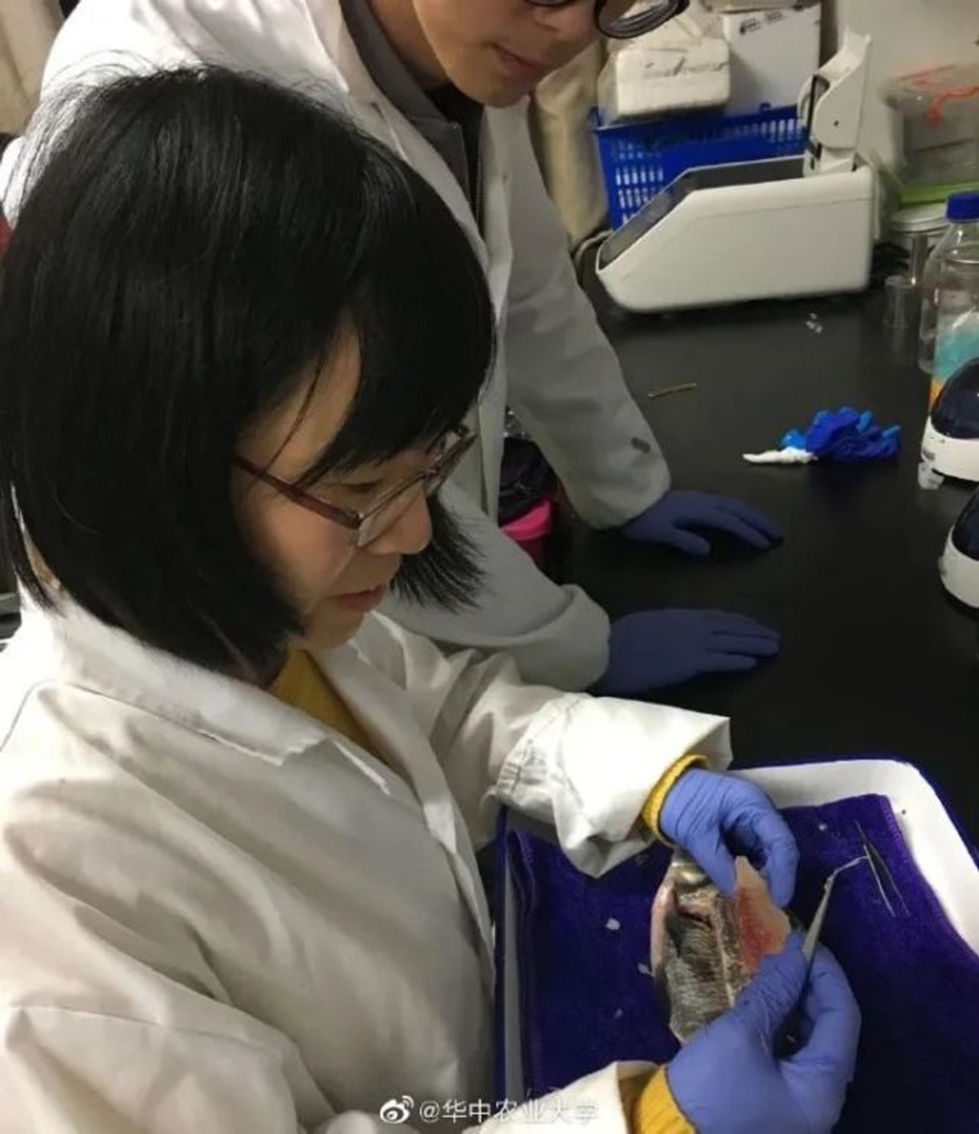 华中农大培育出第一代少刺鱼 未来吃鱼不吐刺或成现实