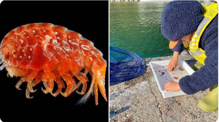 和老爸到海边钓鱼 4岁儿子竟发现海洋新物种