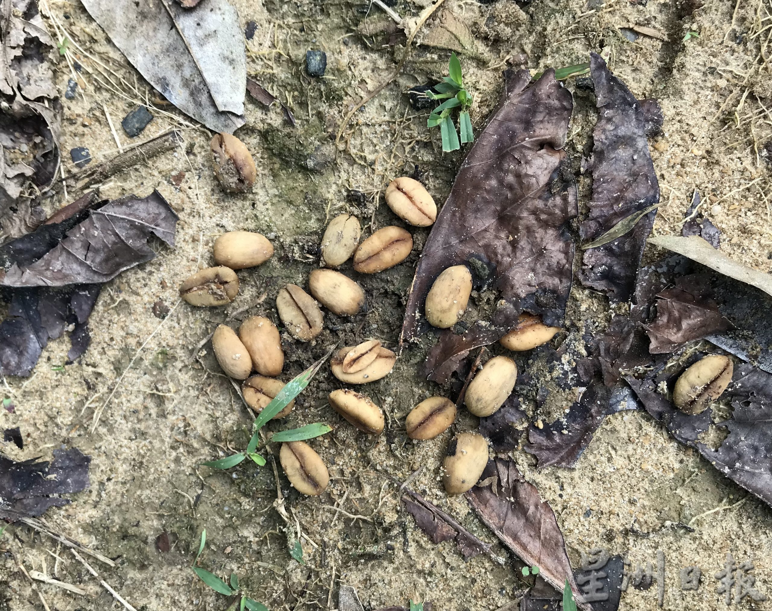 大霹雳时事焦点/游王城 品咖啡 乌鲁格纳斯咖啡园供参观