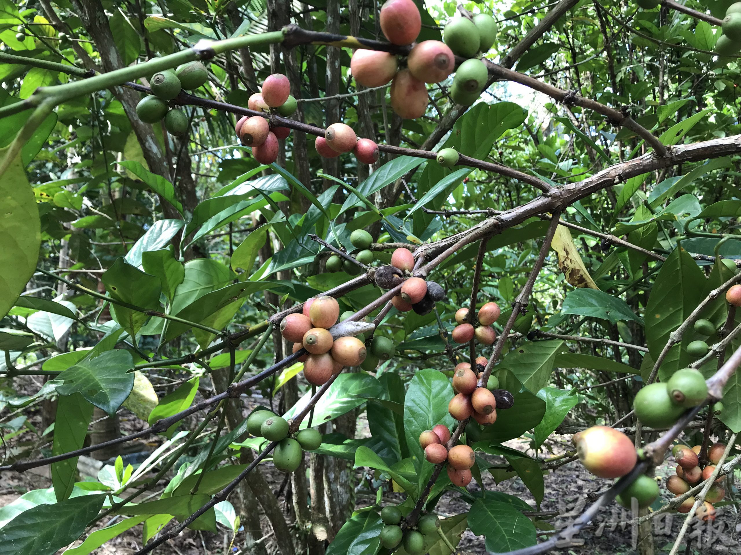 大霹雳时事焦点/游王城 品咖啡 乌鲁格纳斯咖啡园供参观