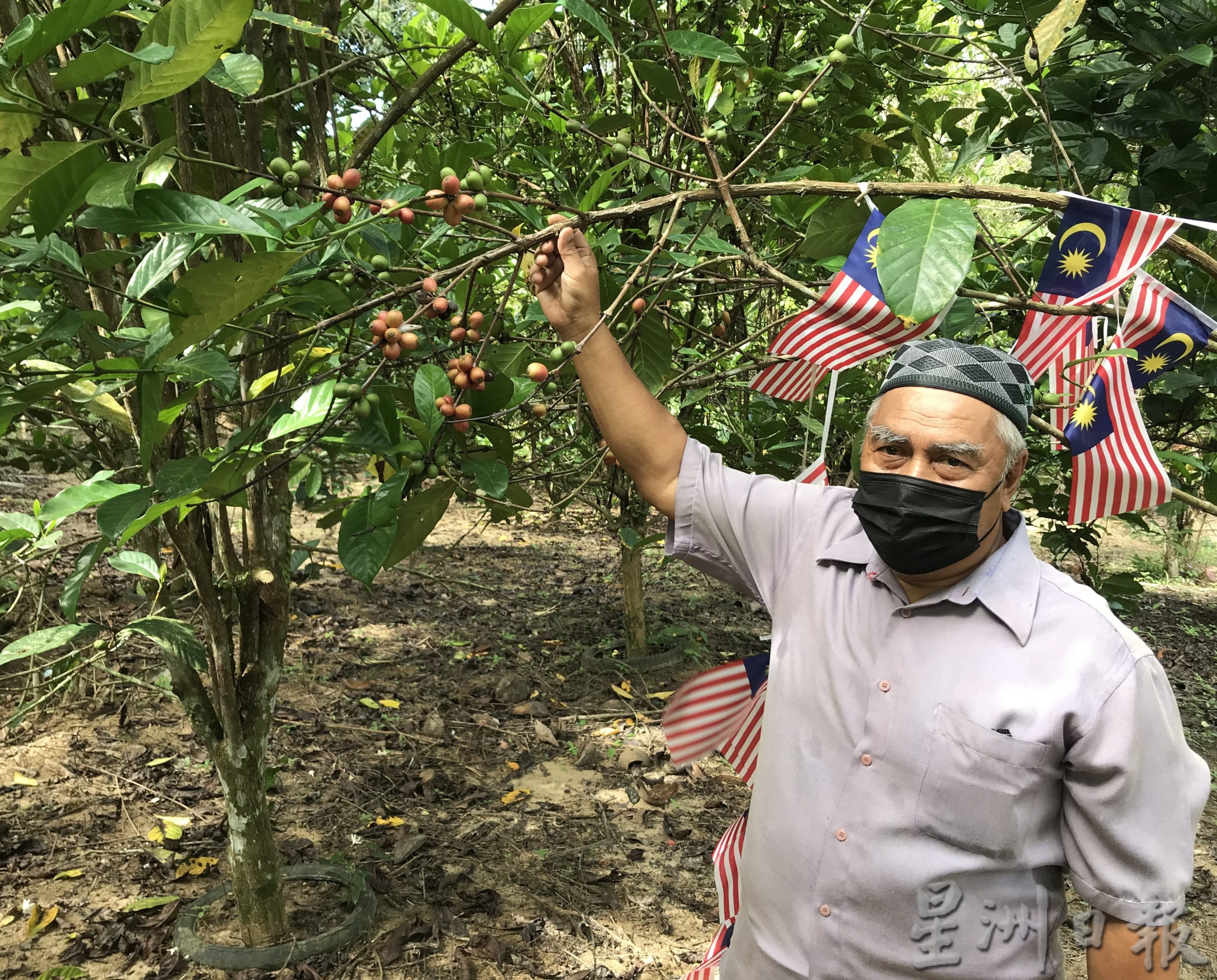 大霹雳时事焦点/游王城 品咖啡 乌鲁格纳斯咖啡园供参观